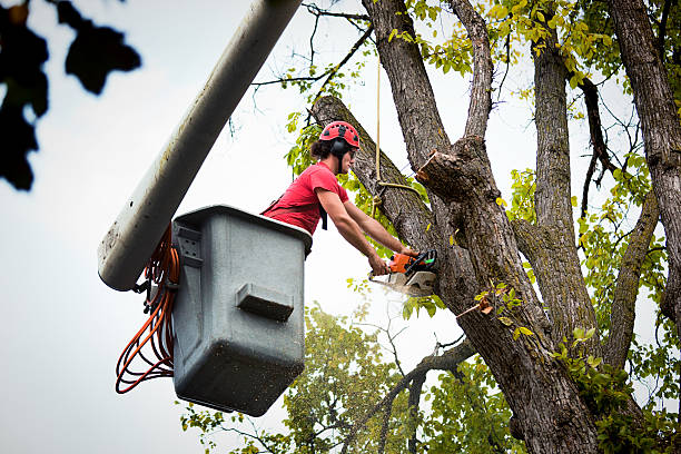 Trusted Grand Mound, WA Tree Removal Experts